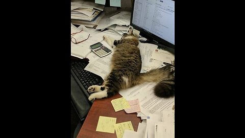 Have you seen the book Reading Cats?😺📖