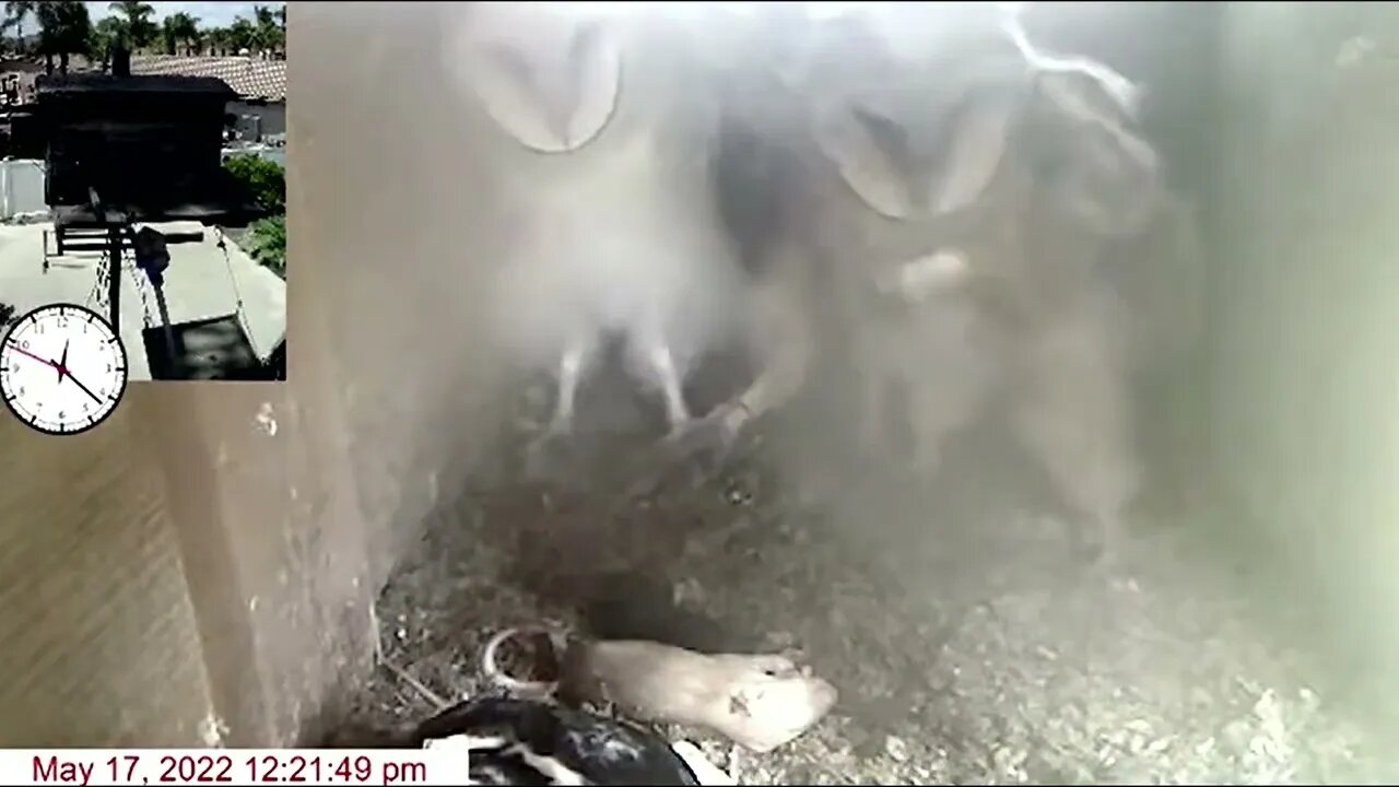 One delivery. Ivy outside. Breakfast at Roo's Cafe 5-17-22