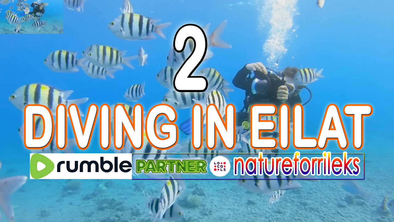 Diving in Eilat Part-2