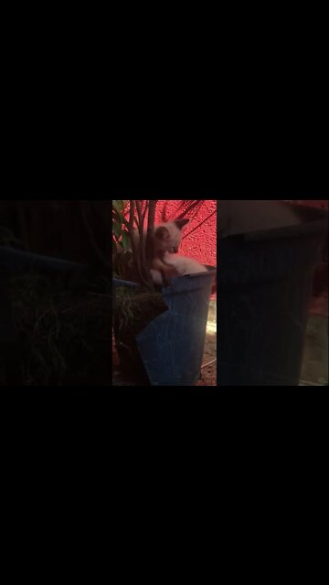 Não aguento isso !!#pets #gato