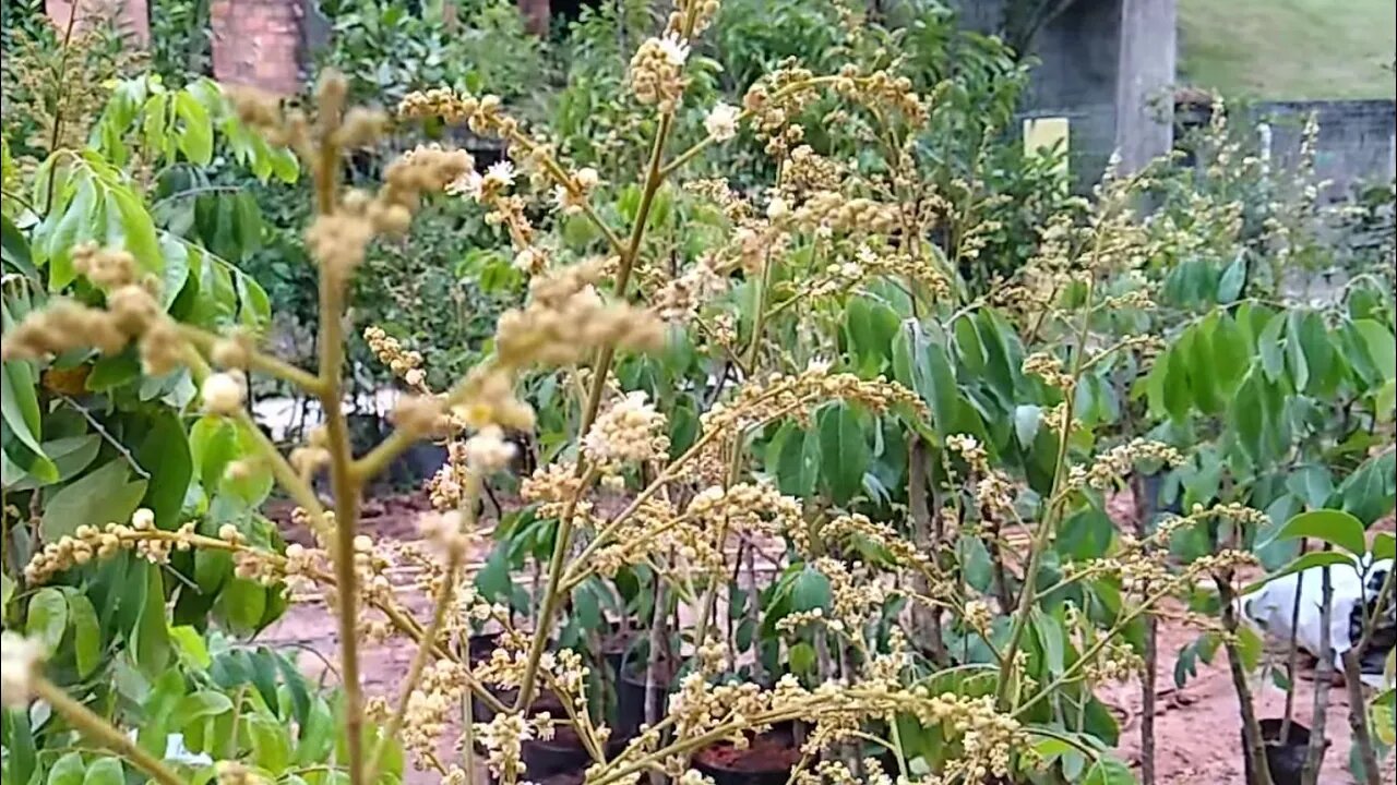 Logan olho de dragão Longana (Dimocarpus longan) produzindo em vaso a venda em Niterói RJ