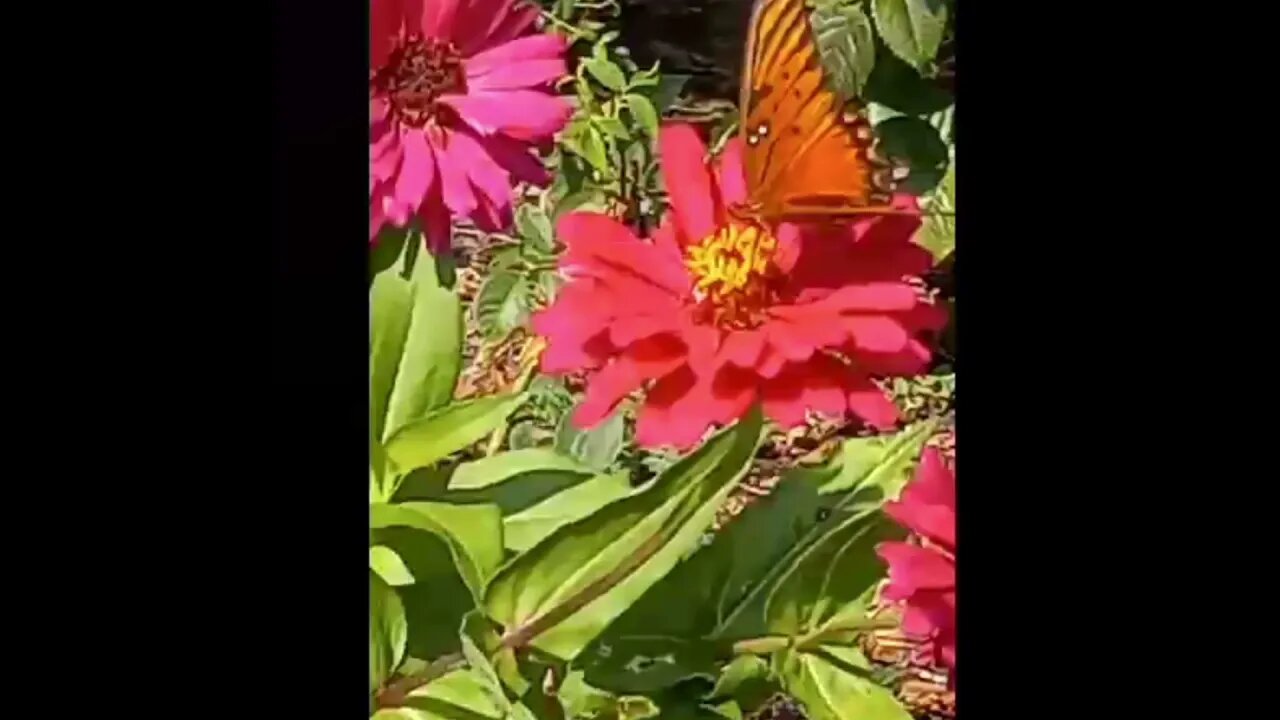 Monarch Butterfly Pollinating Flowers