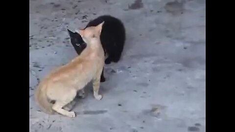 Street Cat Fighters