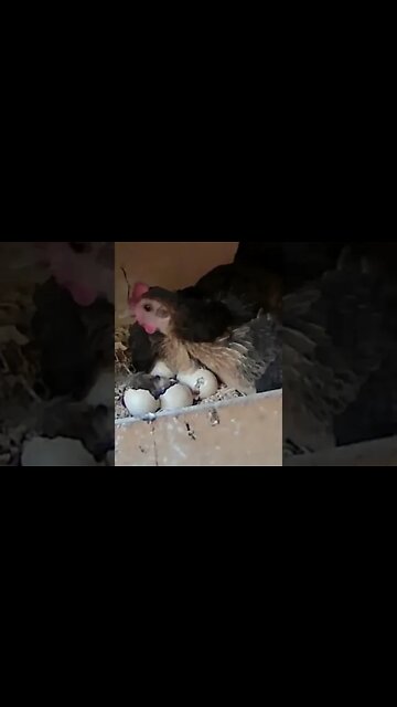 Baby chick hatching 🐣