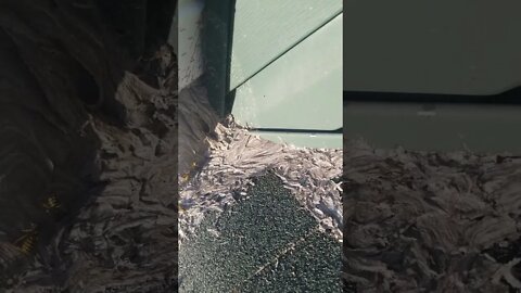Wasp Invasion