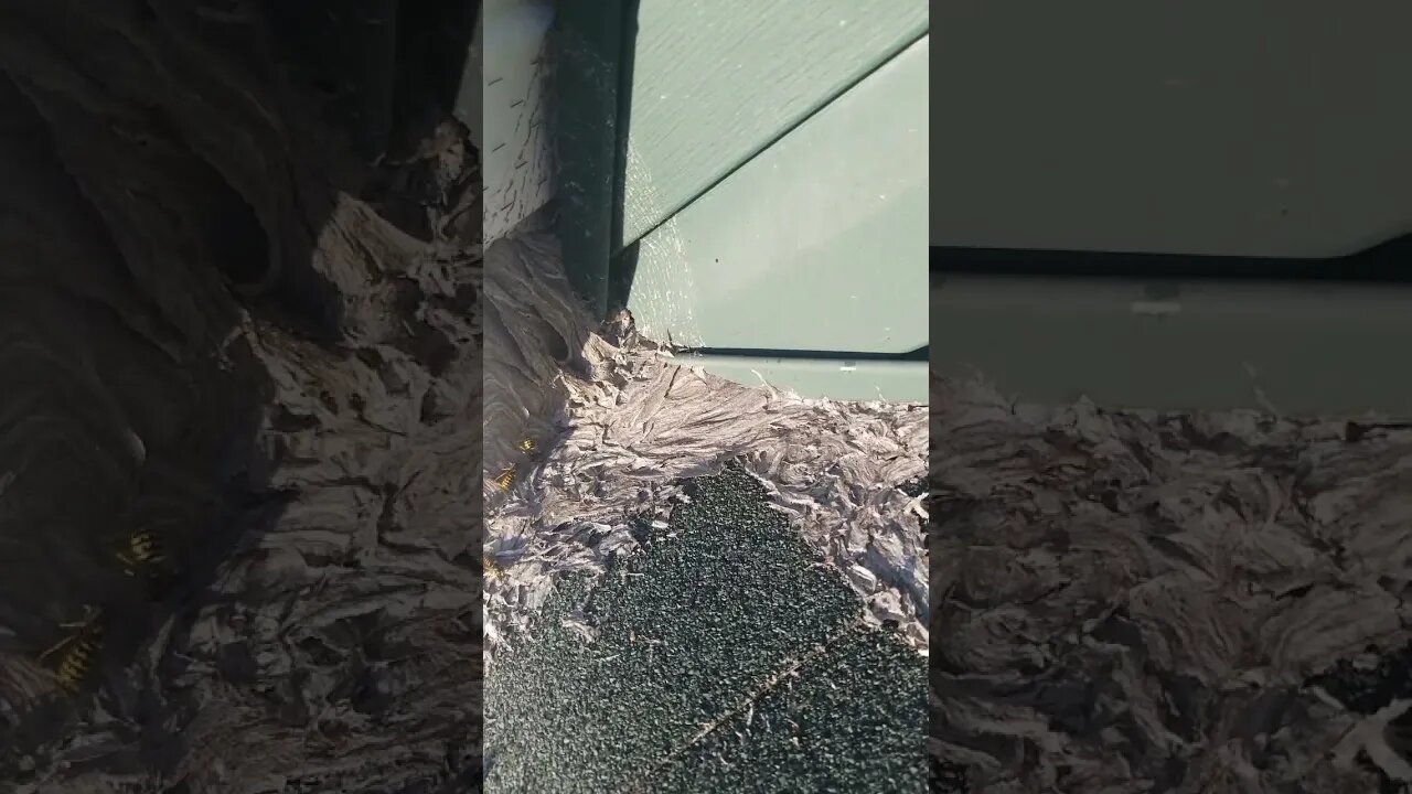 Wasp Invasion
