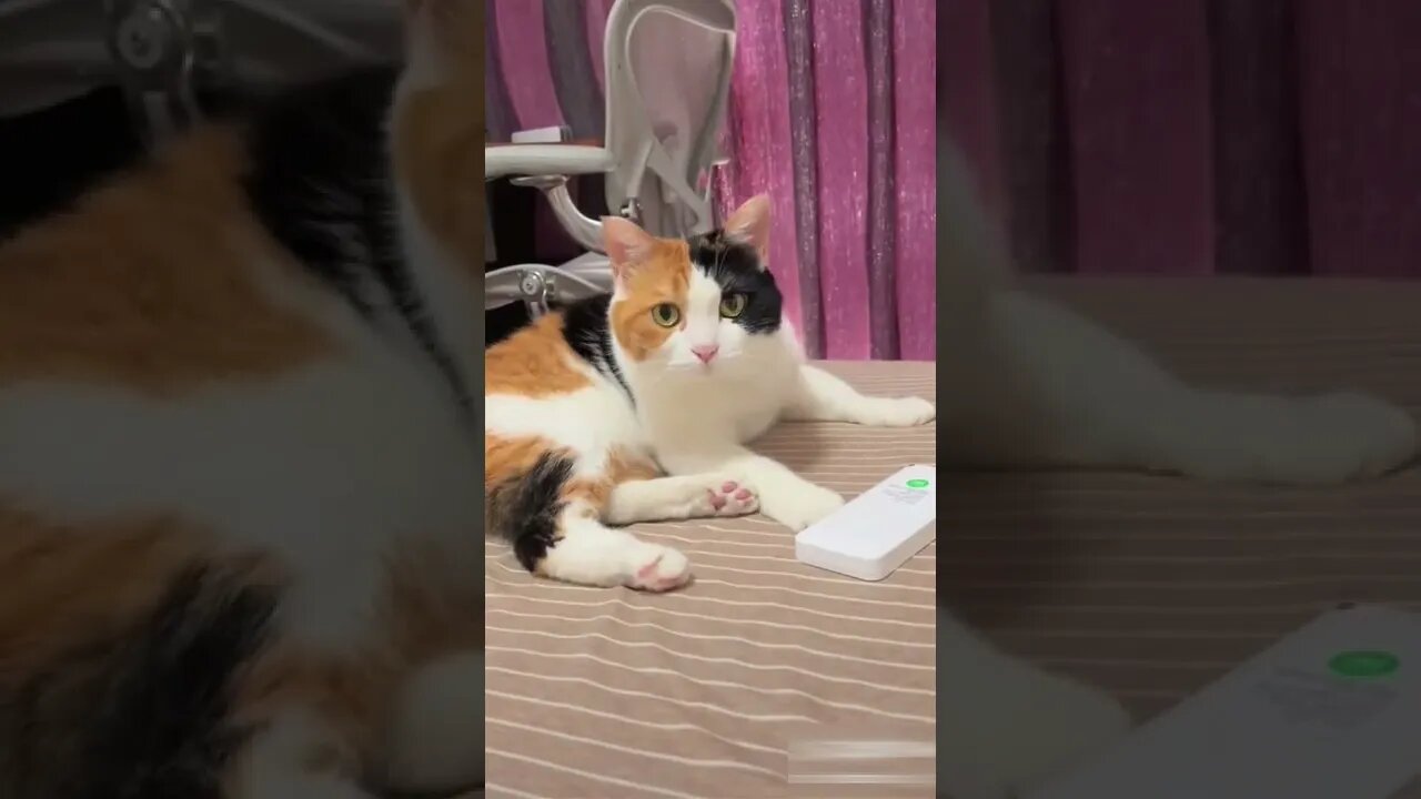 Cats-Funny cats-Cute cat videos-Try not to laugh #17