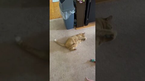 My fluffy cat rolling around
