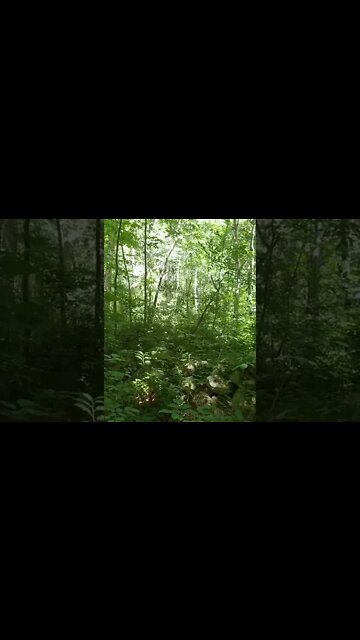 LoFi ASMR | Nature Sounds | Birds