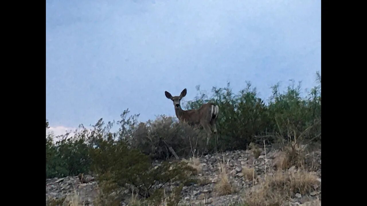 REMIX - Un Ciro Por Israel Jun 2021
