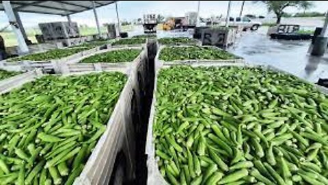 World Modern Agriculture Technology - Leek, Okra, Green Plum Harvesting Machine