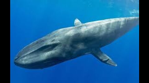 Watch the huge whale swimming in the ocean