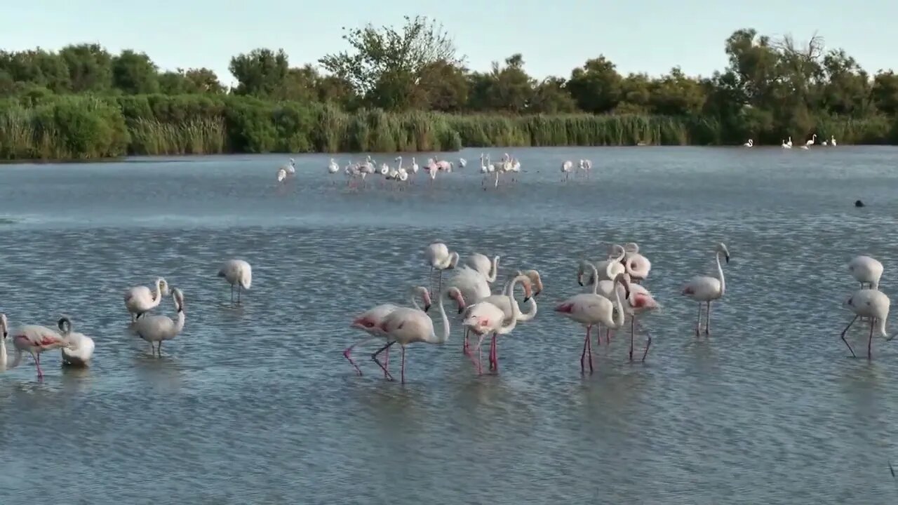 Flock of pink flamingos, birds in river waters in Camargue, southern France. Wild animals, French f