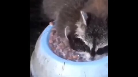 When he comes up for air...😂🤔🦝