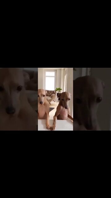 Funniest Dog Dance- Funny Dog Videos 🐾