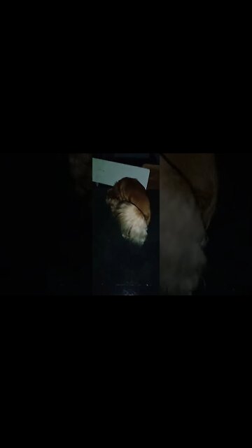 #dogshow , #animals , #dog , #shorts