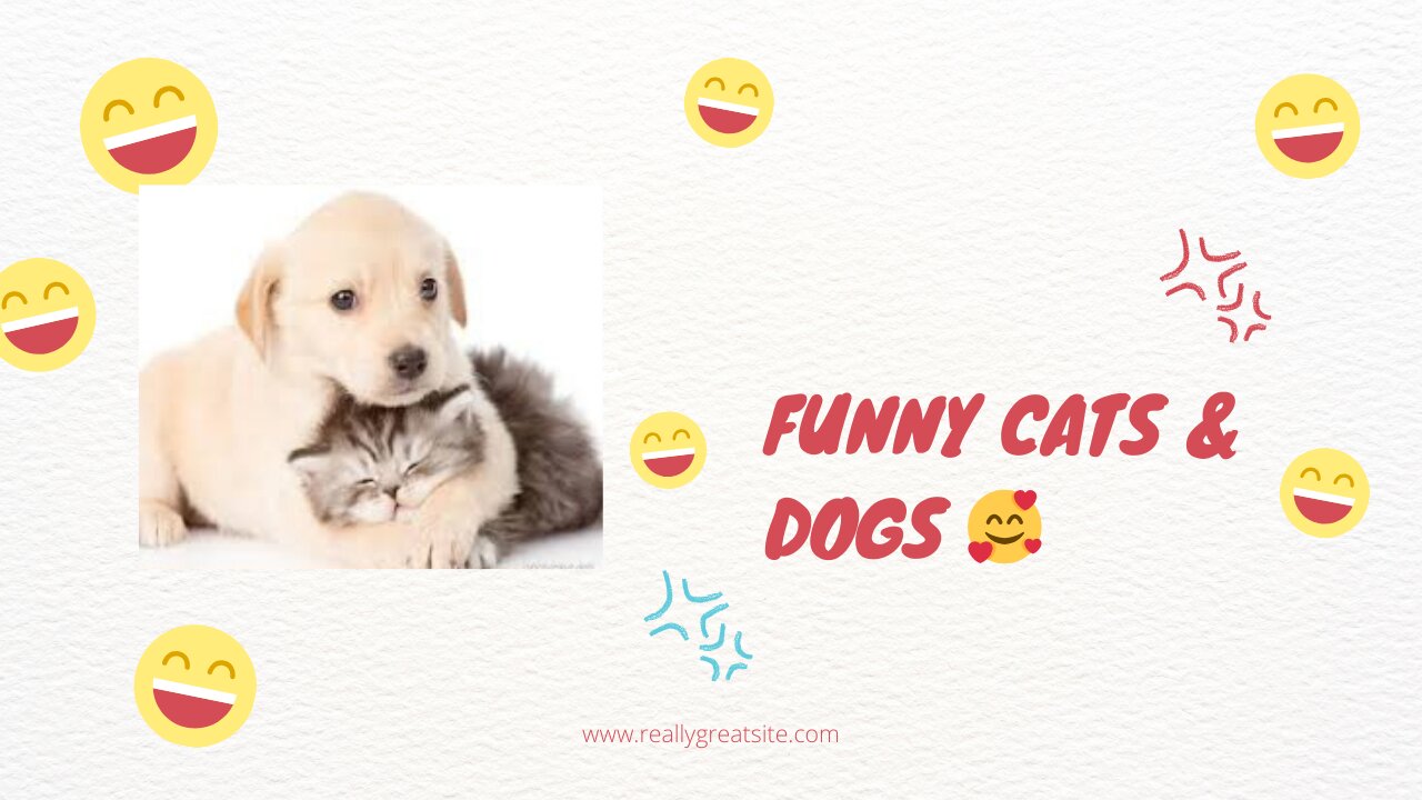 Cute cats & DoGS