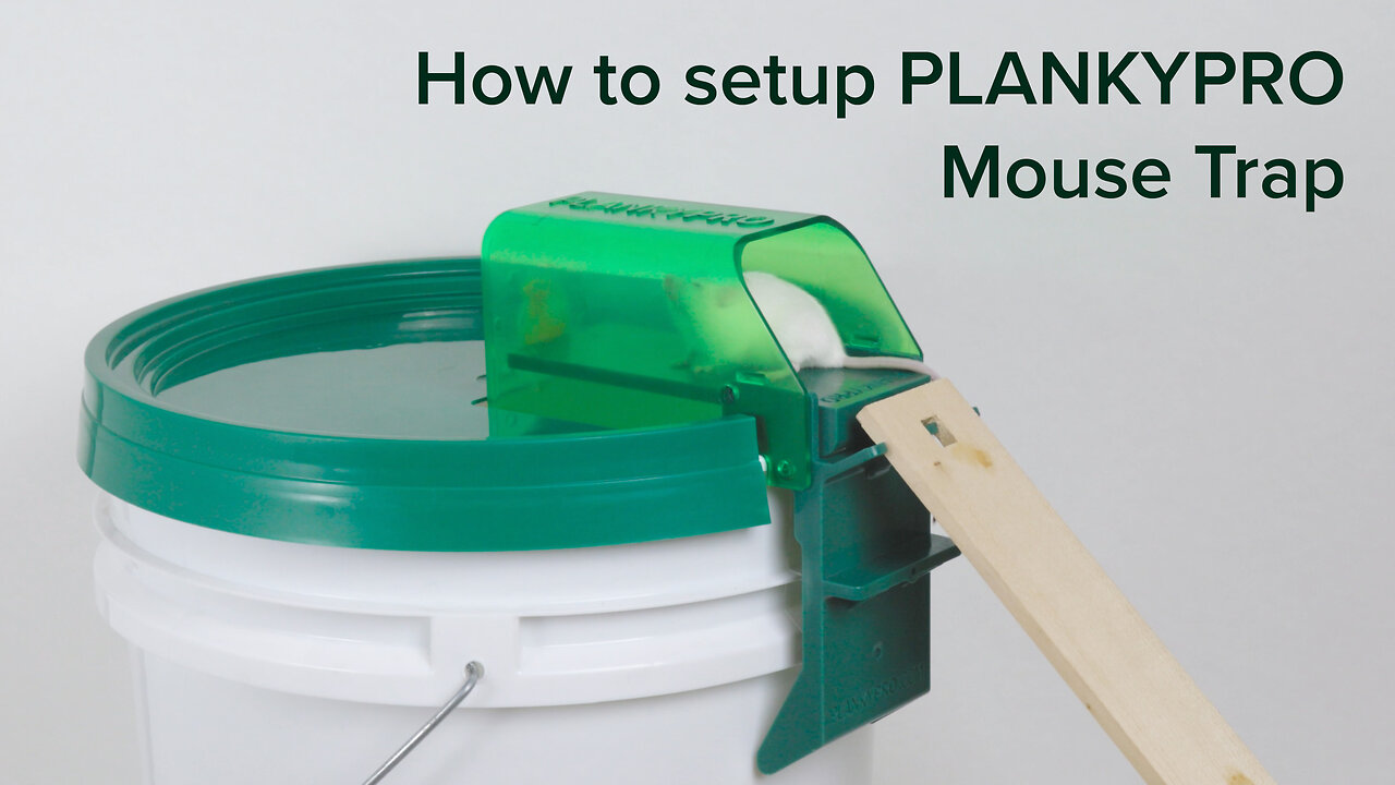 Tutorial: How to use PlankyPro mouse trap to catch multiple Mice.