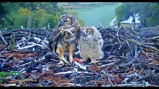 Mom Returns To Share Breakfast 🦉 4/7/22 07:10