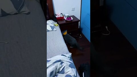 Funny Pet Video #shorts
