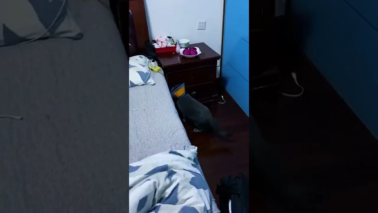 Funny Pet Video #shorts