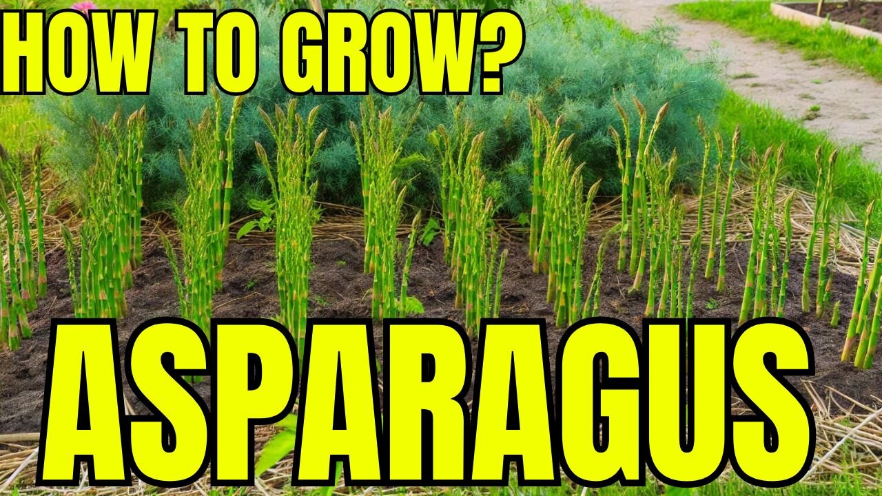 How to Grow Asparagus Like a Pro – Gardening Tips Revealed