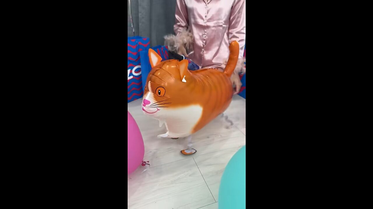 Prank with Beautiful Cat😂😂😂
