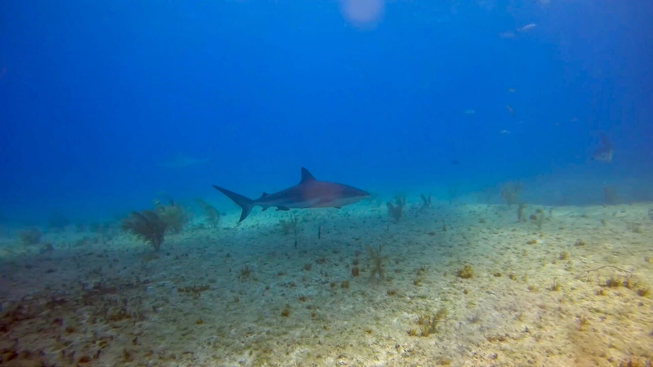 SCUBA Diving with Caribbean Reef sharks at Triangle Rocks, Bimini, Bahamas