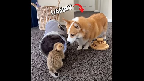 Introducing-a-new-kitten-to-dogs