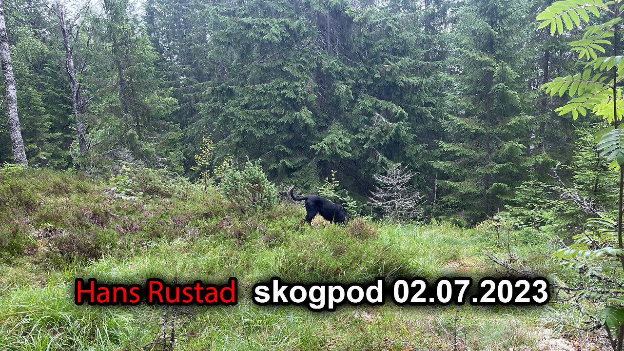 Skogpod 02. juli 2023