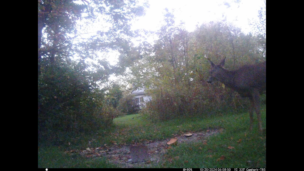 Buck Deer 10-20-2024
