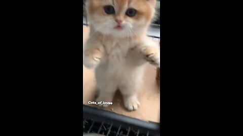 Cute thristy cat video #shorts