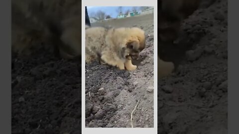 Little farmer..🐕🐾🥔👨‍🌾😍😅