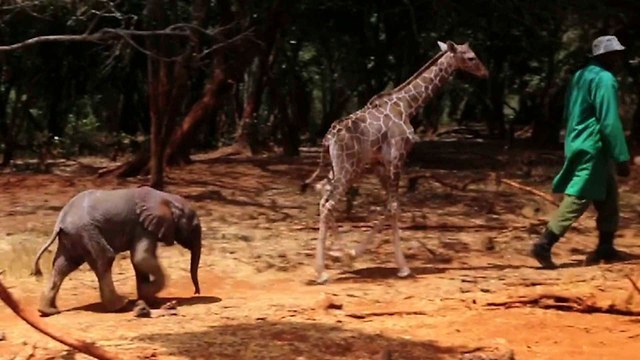 Cute Baby Giraffe And Elephant Are Best Friends