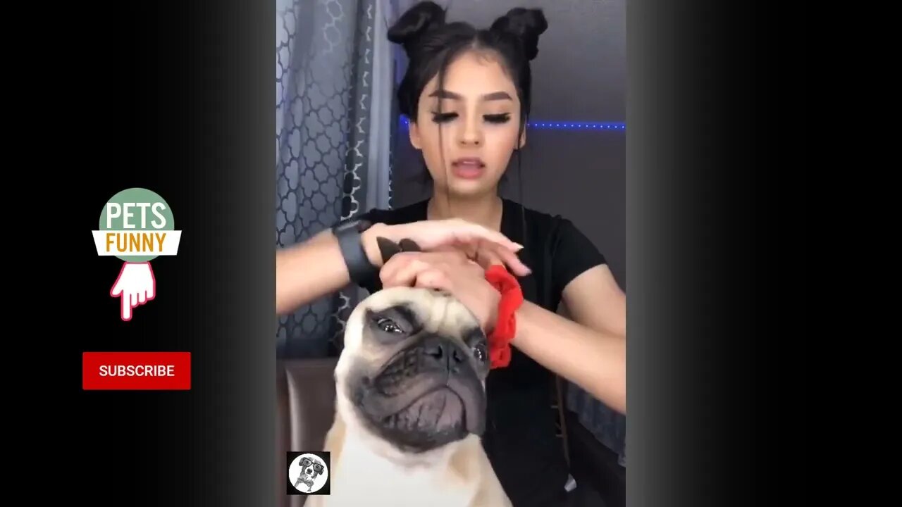 pug dogs funny moments video 2022