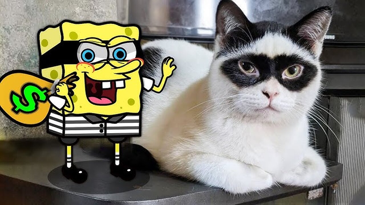 Catch me if you can !! Spongebob vs Cute Cat Funny Animation