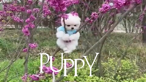 Cute puppy funny video