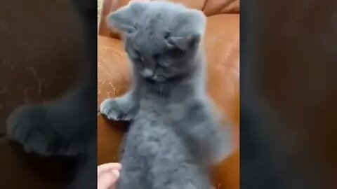 cute cat video😹funny video 😂1238😻cute animal funny cat #funnycatsvideos ‎@🏝 تفكر في خلق الله ﷻ 🏝