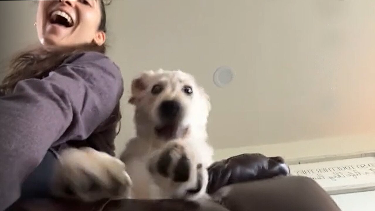 Rockstar Pup Loves Headbanging To His Favorite Songs