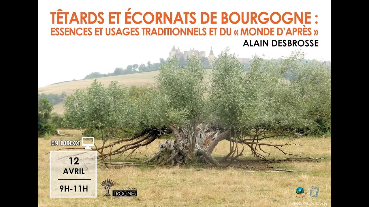 Têtards et écornats de Bourgogne, avec Alain Desbrosse