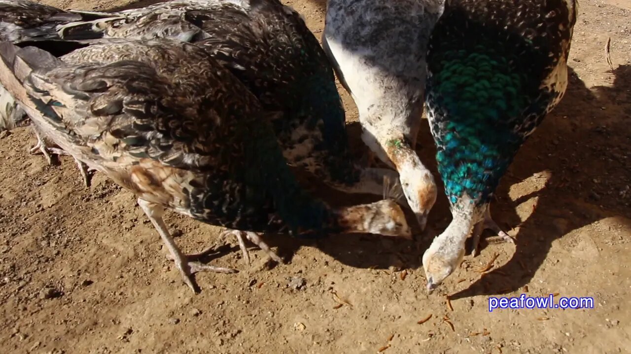 Getting Peacocks Eating Mealworms, Peacock Minute, peafowl.com