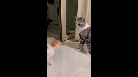 cute cats shorts