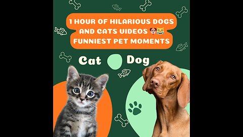 1 Hour of Hilarious Dogs and Cats Videos 🐶😹 Funniest Pet Moments