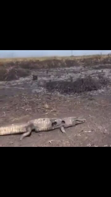 Como funciona isso? Vc mesmo queima e vc mesmo recebe o dinheiro, corrupção a curto prazo.