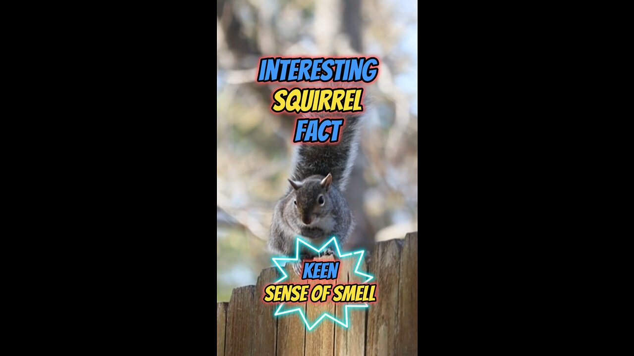 Interesting Squirrel Fact | Keen Sense of Smell #squirrel #rodent #senseofsmell #wildlife #habitat