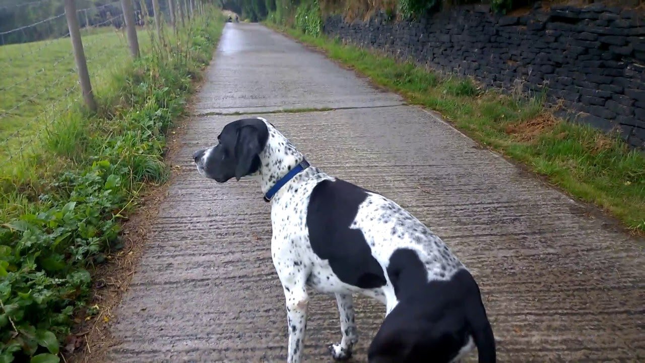 Pointer Ben - An English Pointer still catching flys, six years later