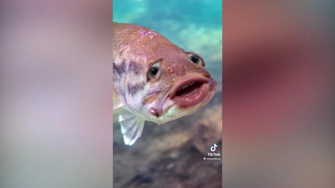 Sheesh TikTok Trend PART 2