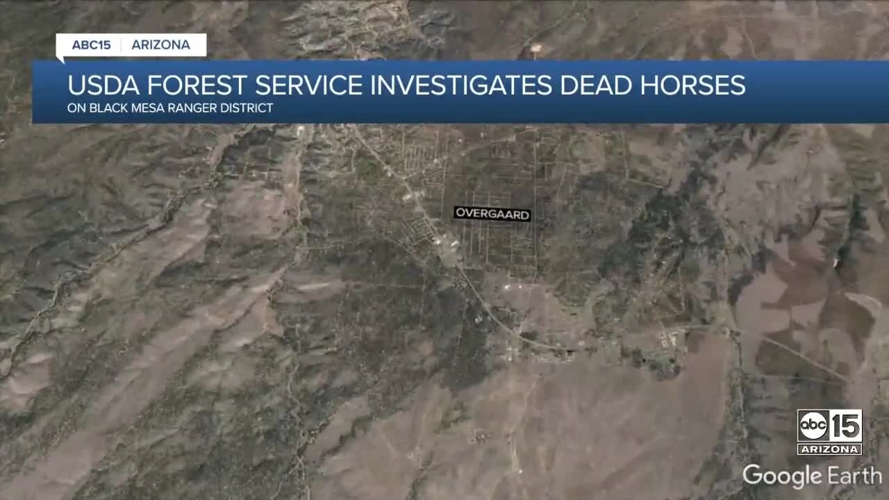 Three horses found shot and killed near Overgaard