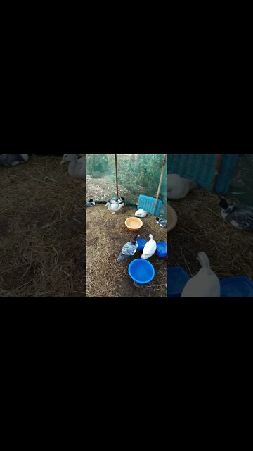 Young Muscovy ducks, an older video. August 2019