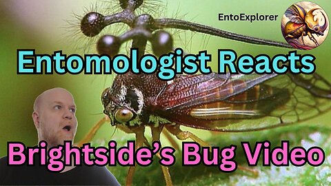 Entomologist Reacts - Brightside's Don't Squish This Bug! Reaction